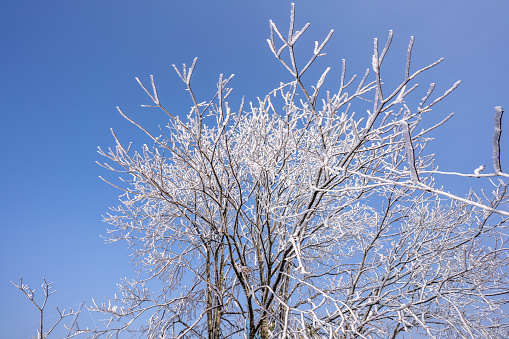 The  rime ice  on the withered tree on a sunny day