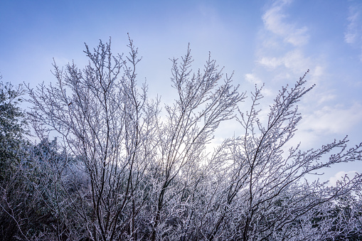 Closeup of Christmas lights on a berry bush after a snowfall.