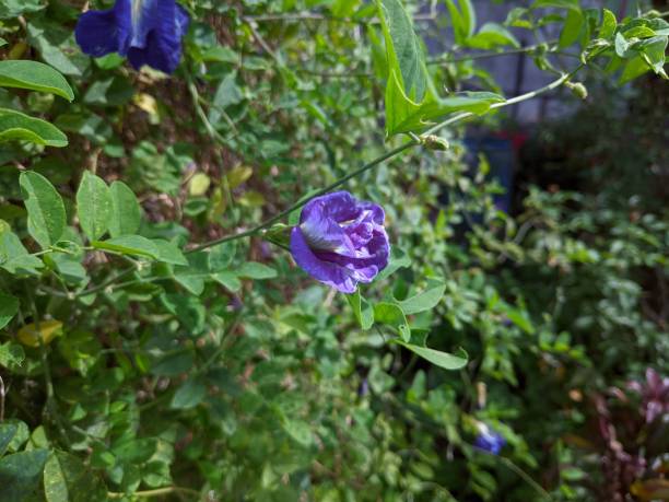istock Bush of clitoria ternatea flower 1488286223