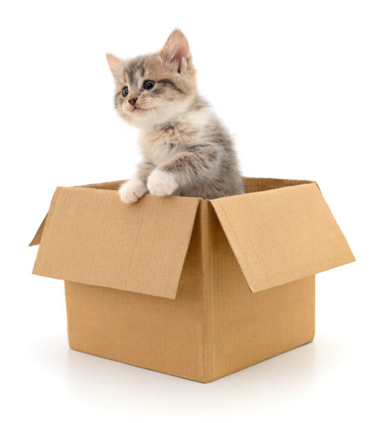 Kitten in cardboard box. stock photo