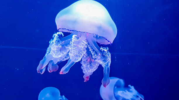 istock The Beauty of Jellyfish 1488287881