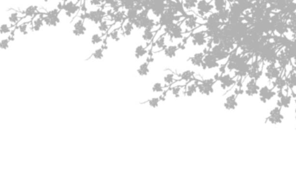 istock Silhouette Cherry Blossom Shadow on white background, Illustration isolated transparent of Shadow leaves overlay on Wall,Concept for elements design decoration for Spring, Summer Backdrop Background 1488288535