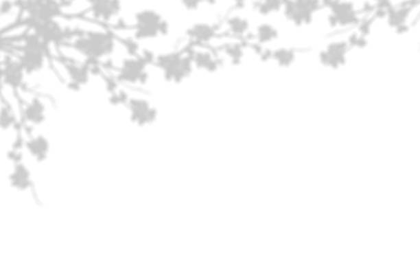 istock Silhouette Cherry Blossom Shadow on white background, Illustration isolated transparent of Shadow leaves overlay on Wall,Concept for elements design decoration for Spring, Summer Backdrop Background 1488288536