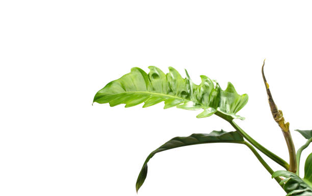 istock Philodendron narrow escape isolated on white background.  A young, unopened leaf.  Tropical rainforest plant 1488295098