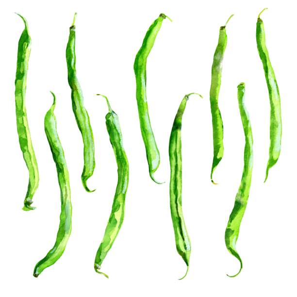 ilustraciones, imágenes clip art, dibujos animados e iconos de stock de una ilustración en acuarela de frijoles comunes - green bean isolated food white background