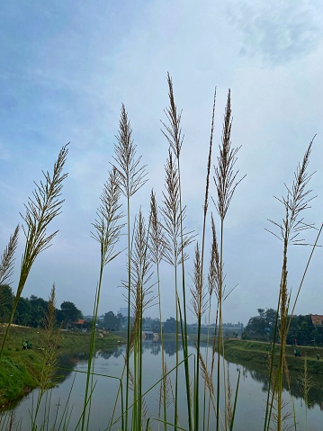 This photo is of Phragmites Australis which can be used as ornamental plants