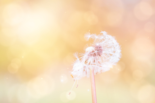 Dandelion seeds blowing away with blurry bokeh in the sunrise
morning background,Vintage pastel tone beautiful Dandelion flowers in spring field with golden rays of the sun for Spring summer banner