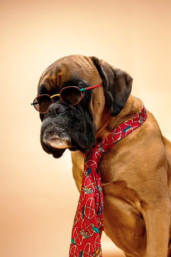 Boxer dog posing with tie.
