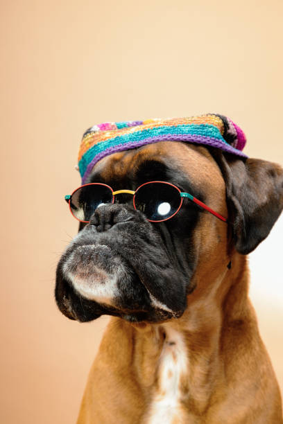 Un retrato en primer plano de un perro con sombrero y gafas de sol. - foto de stock