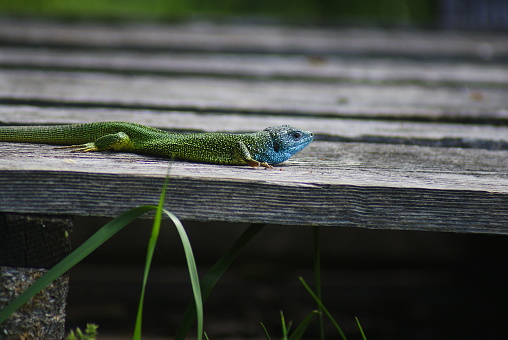 Emerald lizard