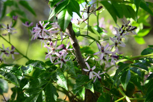istock Melia Azedarach tree flowers and fruits 1488298154