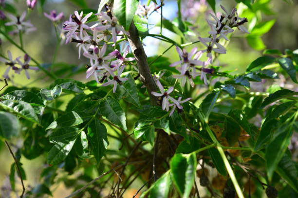 istock Melia Azedarach tree flowers and fruits 1488299441