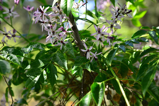 Small fragrant lilac five-petaled Melia Azedarach flowers and fruits on a tree branch on a Sunny spring day. Flowering of a beautiful tree in natural conditions