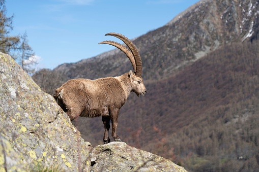 A wild alpine capra ibex grazing in the mountain (italian alps). gran paradiso national park.