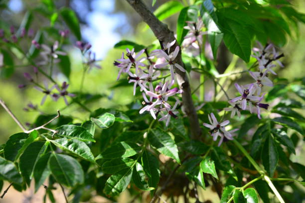 istock Melia Azedarach tree flowers and fruits 1488301883