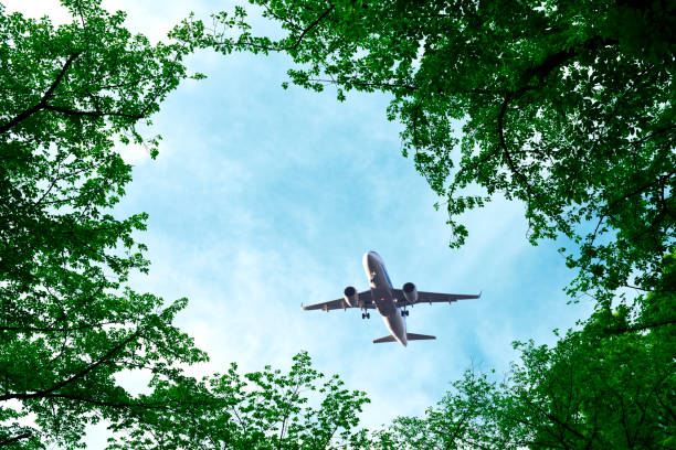 Looking up flying airplane over the natural frame of treetops against blue sky.
