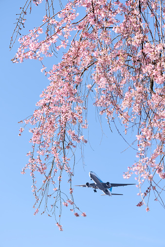 Looking up flying airplane over the natural frame of weeping cherry blossoms in full bloom against blue sky.