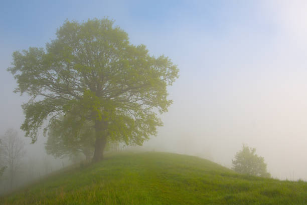 5月の霧の朝の古い樫の木 - segesvar ストックフォトと画像