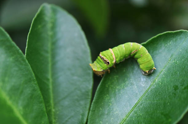 Closeup of Vibrant Green Lime Swallowtail Caterpillar Crawling on a Lime Tree Leaf