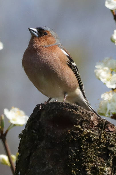 istock Pinson des arbres (Fringilla coelebs) 1488304615
