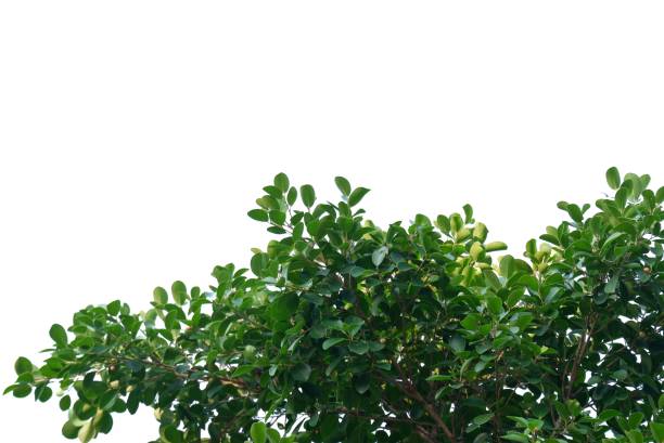 istock Tropical tree with leaves branches on white isolated background 1488304724