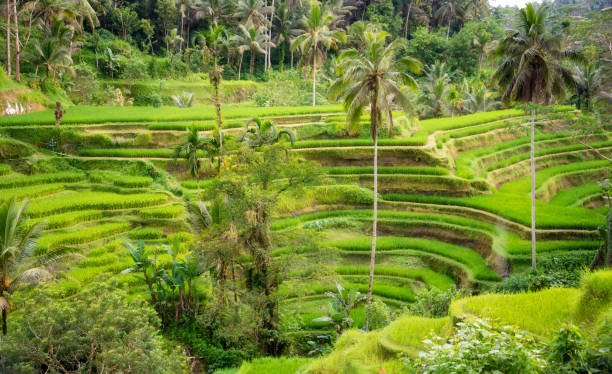 istock Lush rice fields plantation on Bali island, Indonesia 1488305332