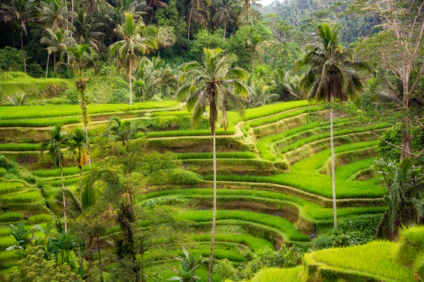 istock Lush rice fields plantation on Bali island, Indonesia 1488305485