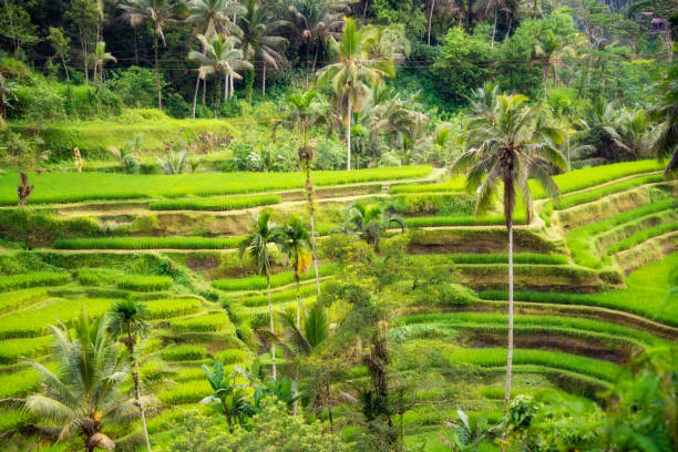 istock Lush rice fields plantation on Bali island, Indonesia 1488305525