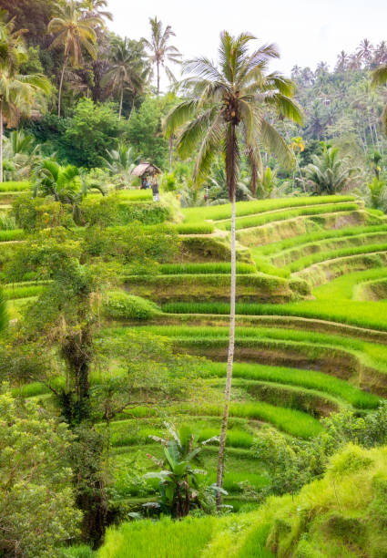 istock Lush rice fields plantation on Bali island, Indonesia 1488306656
