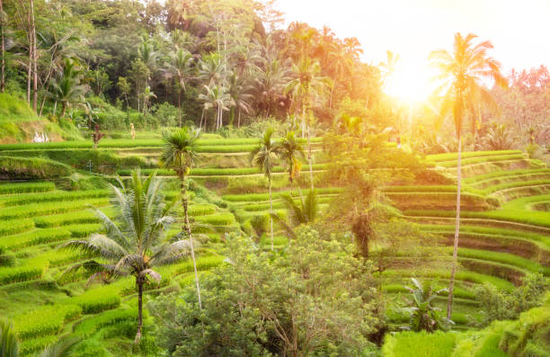 istock Lush rice fields plantation on Bali island, Indonesia 1488306768