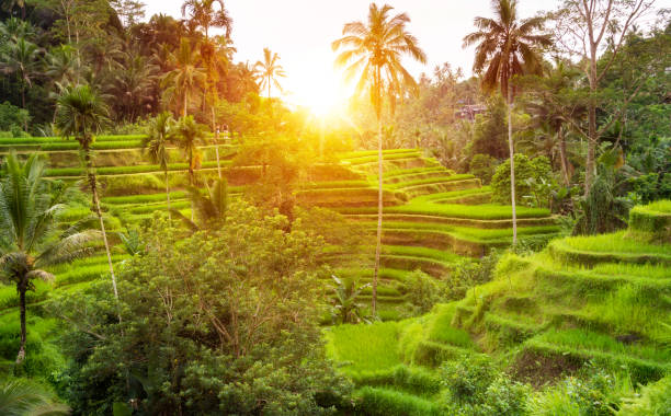 istock Lush rice fields plantation on Bali island, Indonesia 1488306828