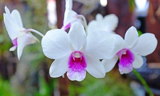 Beautiful white-purple Orchids flower in the garden