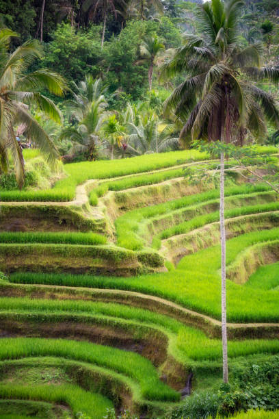 istock Lush rice fields plantation on Bali island, Indonesia 1488306983