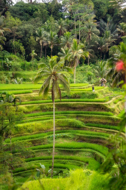 istock Lush rice fields plantation on Bali island, Indonesia 1488307171