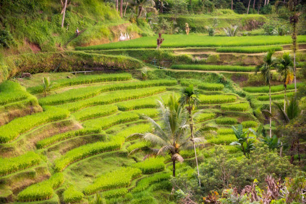 istock Lush rice fields plantation on Bali island, Indonesia 1488307197