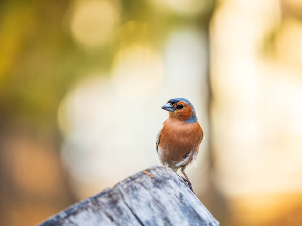 istock Common chaffinch, Fringilla coelebs, sits on a tree. Common chaffinch in wildlife. 1488308340