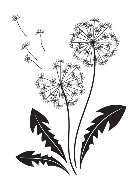 Vector illustration of Hand drawn ornate dandelions silhouettes in graphic style isolated vector illustration