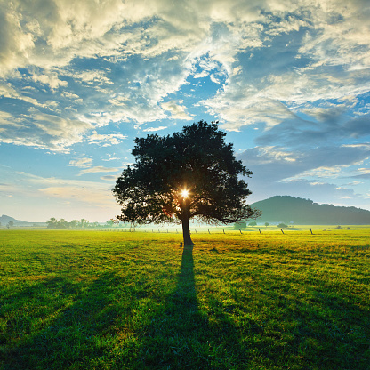 This photo captures the magical and serene beauty of a countryside sunrise. In the foreground, a tree stands, its trunk, branches and leaves creating an intricate web of shadows and light on the dewy ground. The sun is partially hidden behind the branches, casting a golden glow over the surrounding landscape. The sky is painted with soft yellow and blue hues.  Wispy clouds float in the sky, adding texture and depth to the image.  The entire scene is imbued with a sense of tranquility and peace.