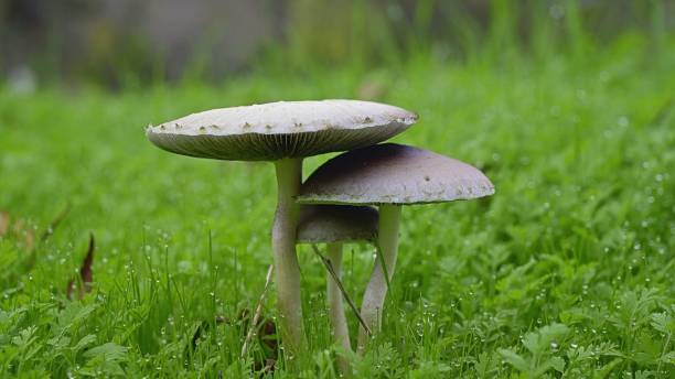 three mushroom like things on the ground in the grass field Three fungi growing in a grassy meadow, forming a unique pattern on the ground triumvirate stock pictures, royalty-free photos & images