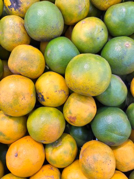 istock Local oranges on the supermarket shelf 1488310819