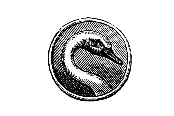 Swan