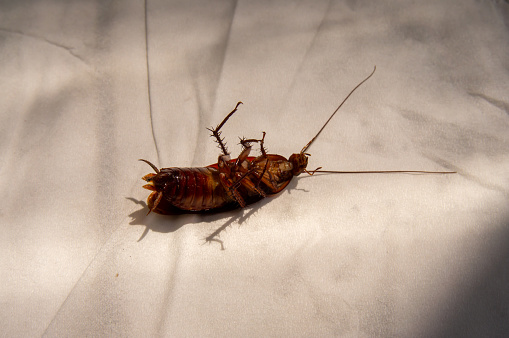 Closeup of a cockroach falling because of an insect repellent against the background of a house terrace