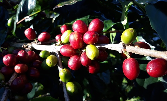 Coffee Plants in Gayo Mountains, Takengon, Aceh