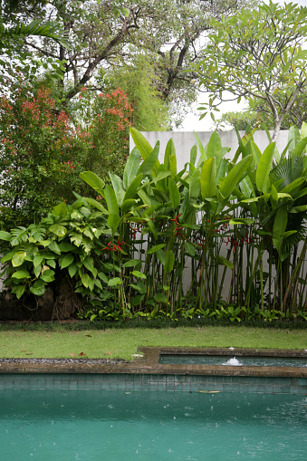 Rainy day in tropical paradise, swimming pool surrounded by tropical greenery