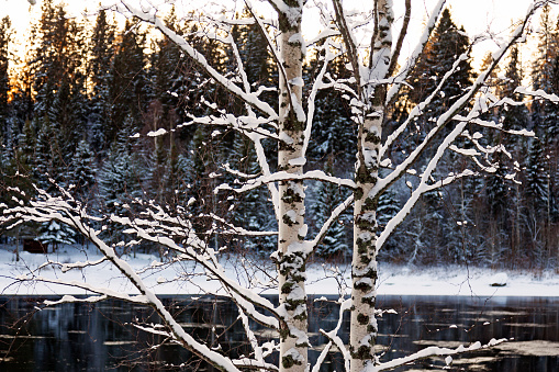 two birches in the foreground with an icy river and forest in the background
