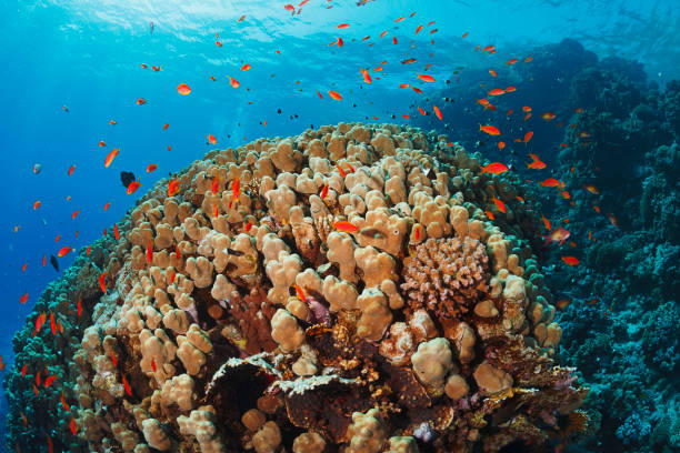 istock Underwater  explore and enjoy  Coral reef  Sea life 1488312217