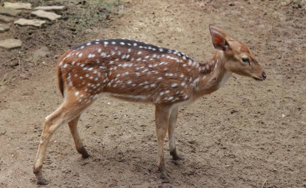 istock A deer with brown knuckles and white spots on its body 1488315298