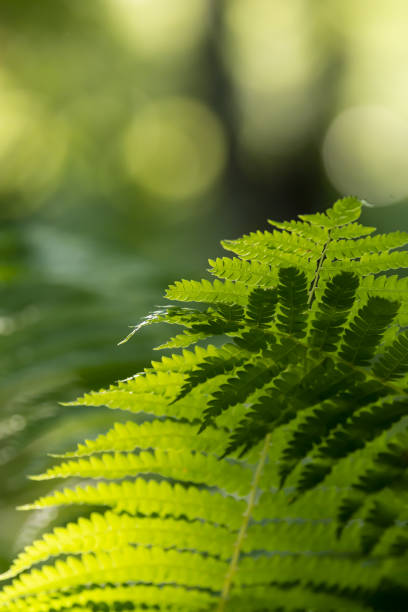 Cinnamon fern leaf casting shadow on other backlit leaf, with circular nature hues in background