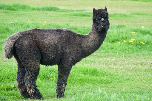 A black alpaca In field