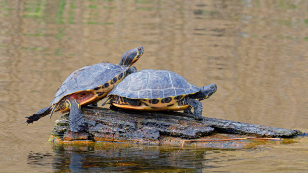 istock Water turtles on a submerged log. 1488318499
